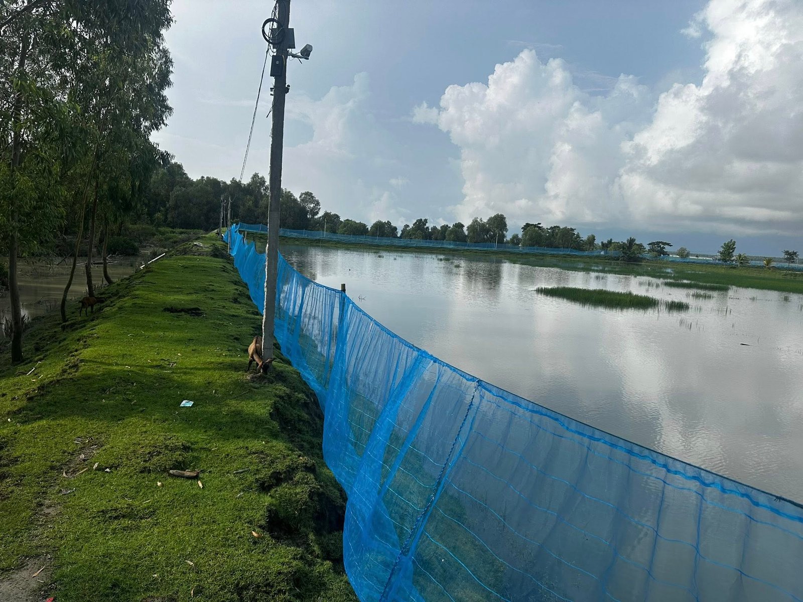 Aerial view of the Meghara aquaculture complex with shrimp and fish ponds along the coastal forest edge