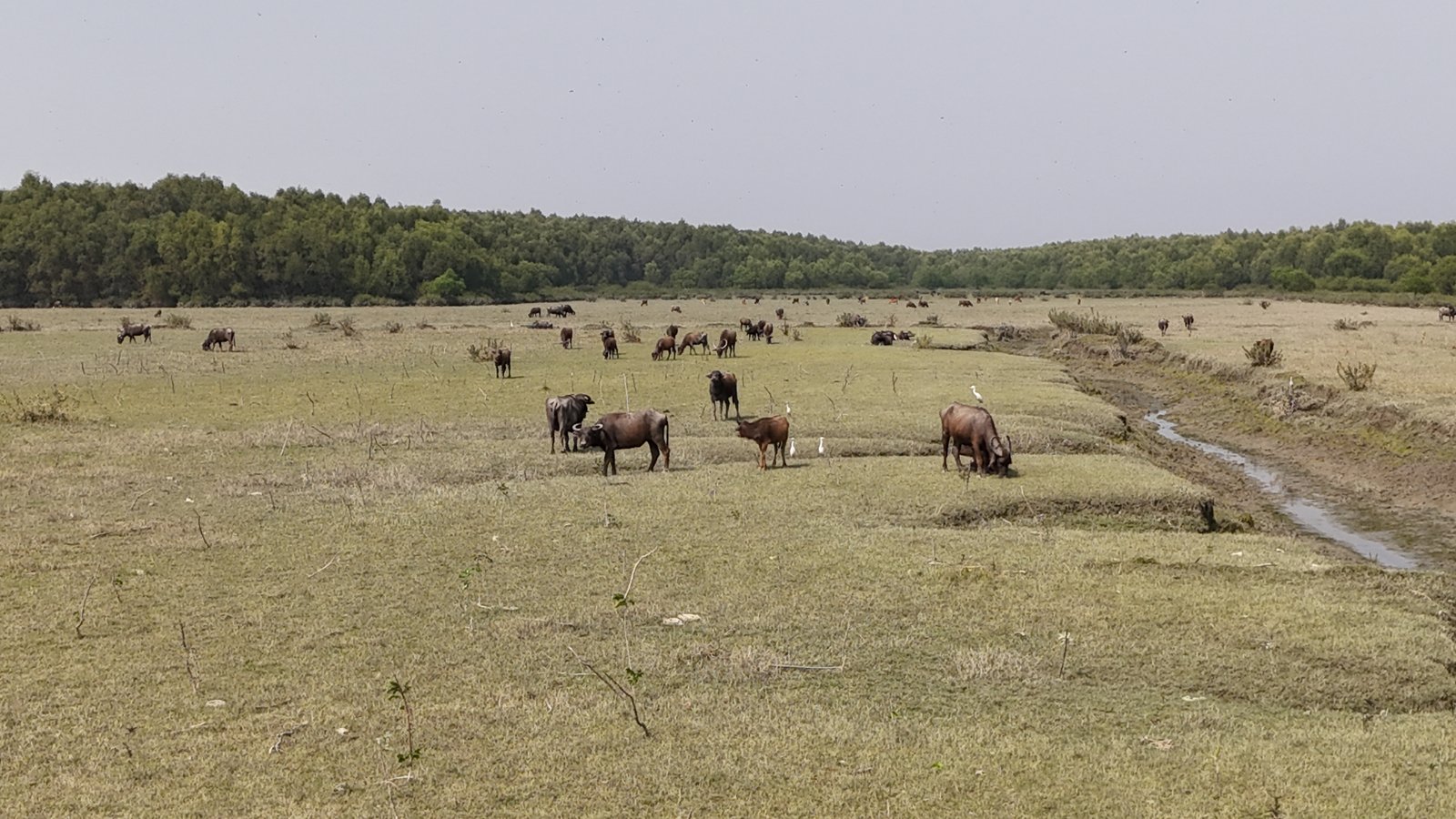 The Meghara homestead with a freshwater pond at the heart of Bhola Island